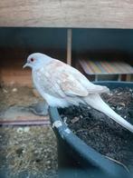 Diamant duifjes, Dieren en Toebehoren, Meerdere dieren, Overige soorten