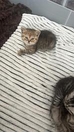Britse korthaar kittens, Dieren en Toebehoren, Katten en Kittens | Raskatten | Korthaar, Meerdere dieren, Ontwormd