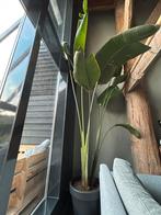 Grote kamerplant, Huis en Inrichting, Ophalen, 200 cm of meer, Overige soorten, Halfschaduw