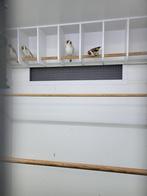 Majoor putters  koppel, Dieren en Toebehoren, Vogels | Overige Vogels, Meerdere dieren, Wildzangvogel