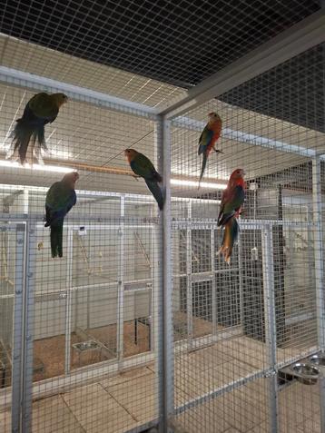 Stanley rosella's beschikbaar voor biedingen