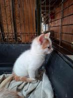 Mooie lieve kittens