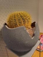 Mooie grote cactus in aparte pot, Huis en Inrichting, Kamerplanten, Ophalen, Cactus, Volle zon, Minder dan 100 cm