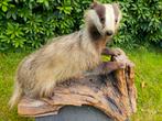 Opgezette das (vintage) taxidermie, Verzamelen, Dierenverzamelingen, Ophalen, Gebruikt, Wild dier, Opgezet dier
