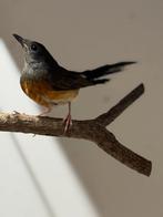 Schamalijster pop, Dieren en Toebehoren, Vogels | Overige Vogels, Vrouwelijk, Geringd