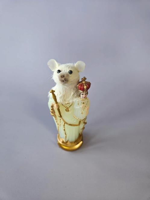 Taxidermy heilige muisje, Verzamelen, Dierenverzamelingen, Zo goed als nieuw, Opgezet dier, Insect, Ophalen of Verzenden