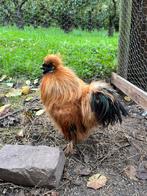 Krielhaan Zijdehoen, Dieren en Toebehoren, Mannelijk, Kip