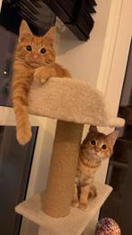 Lieve katers zoeken nieuw huisje, Dieren en Toebehoren, Kater, Gechipt, 0 tot 2 jaar