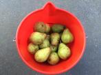 Conference peren zijn heerlijk van smaak en goed houdbaar, Ophalen