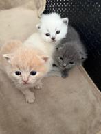 Britse korthaar kittens