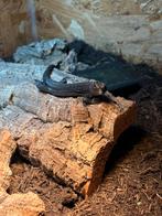 Parelhagedis (Timon Lepidus), Dieren en Toebehoren, Slang, 0 tot 2 jaar