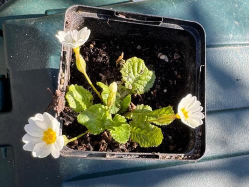 primula vulgaris witte bloemen plant in 9 x 9 cm pot, Tuin en Terras, Planten | Tuinplanten, Vaste plant, Overige soorten, Halfschaduw