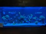 Koraal stekken, Dieren en Toebehoren, Vissen | Aquariumvissen, Overige typen, Zoutwatervis
