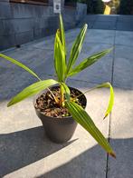 Trachycarpus fortunei  3 jarig, Tuin en Terras, Ophalen, Overige soorten, Volle zon