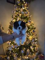 Pomeriaan/dwergkees te koop, Dieren en Toebehoren, Meerdere, Meerdere dieren, Klein, Nederland