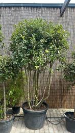 Meerstammige steeneik, Tuin en Terras, Planten | Bomen, Ophalen, Zomer, Halfschaduw, Overige soorten