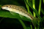 siamese algen eter 15cm te koop, Dieren en Toebehoren, Vissen | Aquariumvissen, Vis, Zoetwatervis