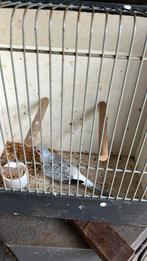 Diamant duif pop, Dieren en Toebehoren, Vrouwelijk, Tropenvogel