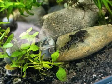 Corydoras aquarium 