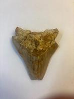 Megalodon Haaientand (4), Ophalen of Verzenden, Fossiel