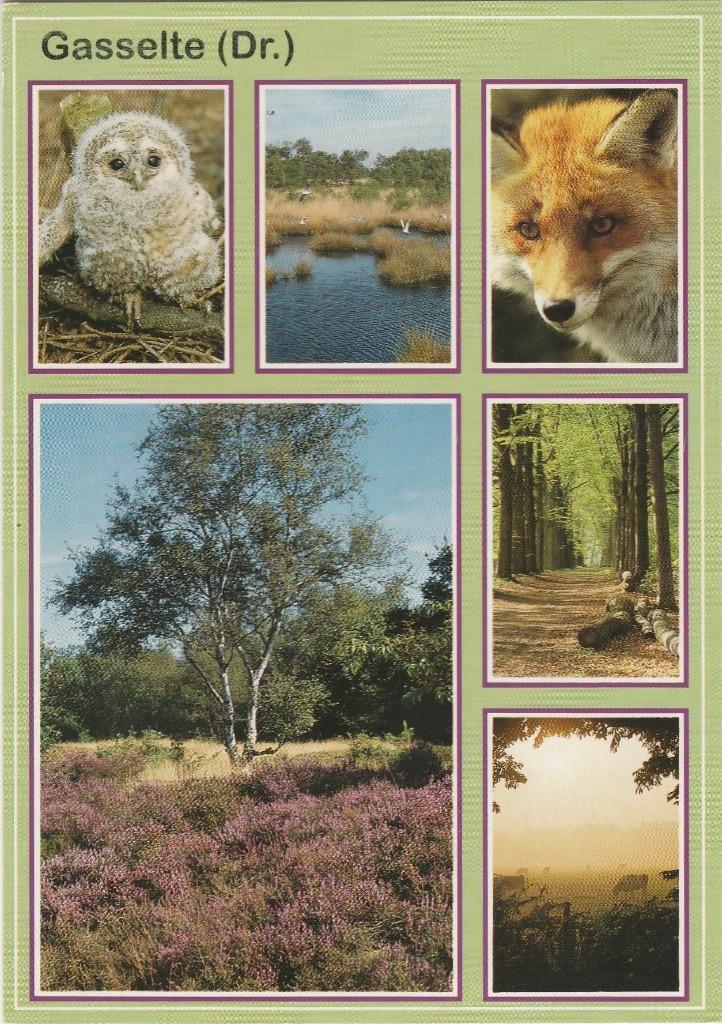 GASSELTE Uilskuiken Heide Vos Bos, Verzamelen, Ansichtkaarten | Nederland, Ongelopen, Drenthe, 1980 tot heden, Verzenden