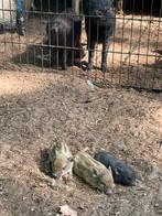 Mini pigs/ minivarkens, Dieren en Toebehoren, Schapen, Geiten en Varkens, Meerdere dieren, Schaap