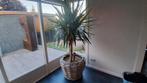 Yucca Elephantipes Palmlelie in gevlochten mand, Ophalen, Halfschaduw, In pot, Yucca