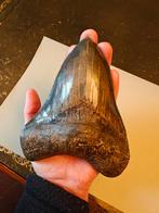 Megalodon 15,2 cm fossiele haaientand, Verzamelen, Mineralen en Fossielen, Ophalen of Verzenden, Fossiel