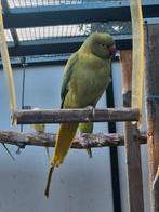 Violetgroene opaline/ witkopwistaart, Dieren en Toebehoren, Vrouwelijk, Parkiet