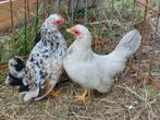2 serama hennen van 2025, Dieren en Toebehoren, Pluimvee, Vrouwelijk, Kip