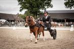 Beleren van u Shetlander of mini paardje, Dieren en Toebehoren, Paarden en Pony's | Hoofdstellen en Tuigage, Ophalen of Verzenden