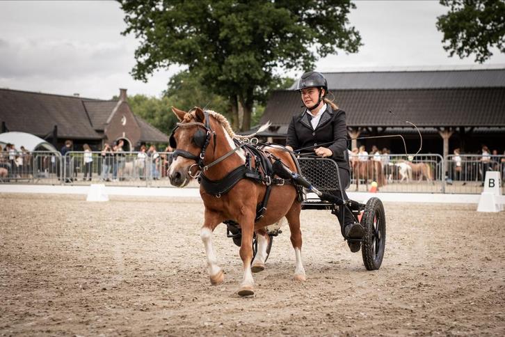 Beleren van u Shetlander of mini paardje, Dieren en Toebehoren, Paarden en Pony's | Hoofdstellen en Tuigage, Nieuw, Overige soorten