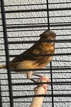Mooie kuif kanarie man 2025, Dieren en Toebehoren, Vogels | Kanaries, Mannelijk, Kleurkanarie