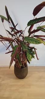 Calathea Compactstar 130cm, Ophalen, Volledige schaduw, 100 tot 150 cm, Overige soorten