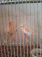 Koppel oranje mozaïek kanarie's, Dieren en Toebehoren, Meerdere dieren, Kleurkanarie