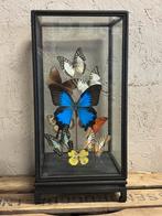 Mooie vitrine gevuld met diverse opgezette vlinders, Verzamelen, Dierenverzamelingen, Ophalen, Nieuw, Insect, Opgezet dier