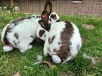2 bruine lotharing rammen, Mannelijk, Klein, 0 tot 2 jaar