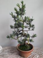 Pinus Parviflora Bonsai, Tuin en Terras, Planten | Bomen, Ophalen of Verzenden, Bloeit niet, Overige soorten, Minder dan 100 cm