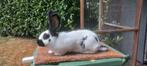 Groot Lotharinger, Dieren en Toebehoren, Vrouwelijk, Groot, 0 tot 2 jaar