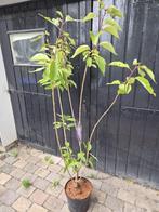 Vaasvormige sierkers Prunus Kanzan, Tuin en Terras, Ophalen of Verzenden, Overige soorten, Struik, 100 tot 250 cm
