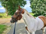 D pony te koop, Dieren en Toebehoren, Pony's, Merrie, Ingeënt, 11 jaar of ouder