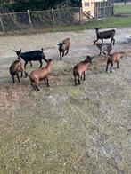 Dwerggeitjes, Dieren en Toebehoren, Vrouwelijk, Geit, 0 tot 2 jaar