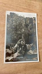 Oude ansichtkaart Ouwehands Dierenpark Rhenen Leeuwen, Verzamelen, Ansichtkaarten | Nederland, 1940 tot 1960, Gelderland, Ongelopen