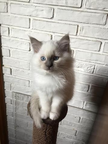 Lief halflangharig kittenkatertje beschikbaar voor biedingen