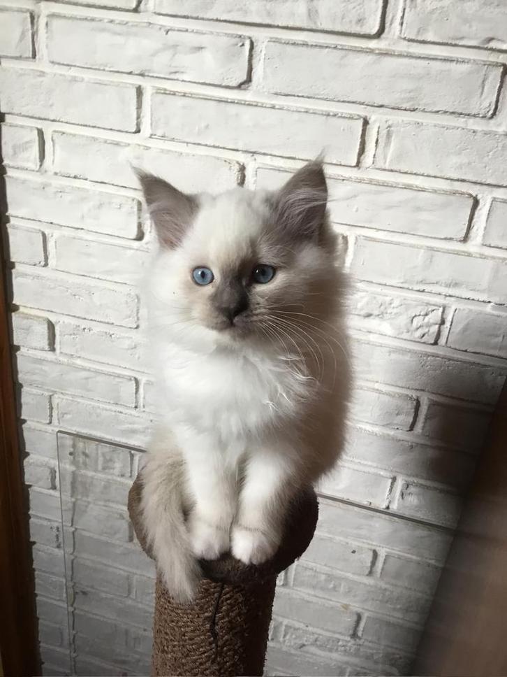 Lief halflangharig kittenkatertje, Dieren en Toebehoren, Katten en Kittens | Raskatten | Langhaar, Kater, Ingeënt