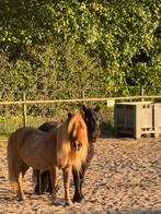 Stalling aangeboden, Hierden, Dieren en Toebehoren, Stalling en Weidegang, Stalling