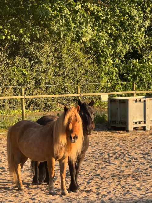 Stalling aangeboden, Hierden, Dieren en Toebehoren, Stalling en Weidegang, Stalling