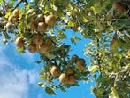 Stoofperen de echte gieser wildeman, Tuin en Terras, Ophalen of Verzenden, Volle zon