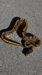 Wildkleur man 100% het Clown koningspython ballpython, Dieren en Toebehoren, Reptielen en Amfibieën, Slang, 0 tot 2 jaar