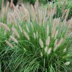 Pennisetum alopecuroides 'Hameln', Ophalen, Vaste plant, Siergrassen, Halfschaduw